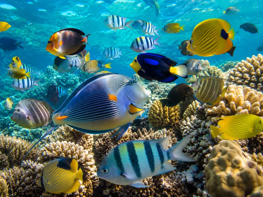 Colourful reef fish in clear water