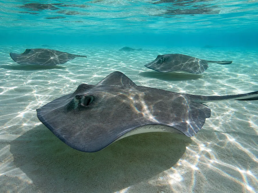 Stingrays in shallow turquoise water, Bora Bora